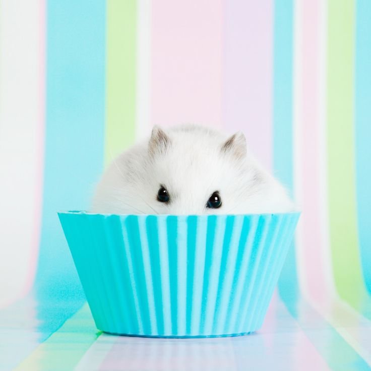 Милый хомячок