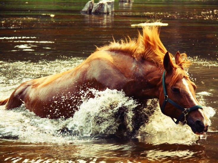 Конь из воды