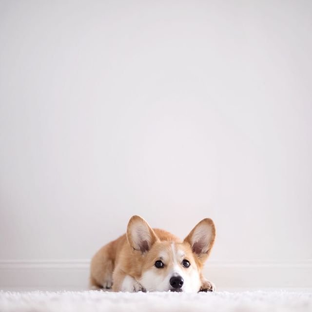 Щенок корги