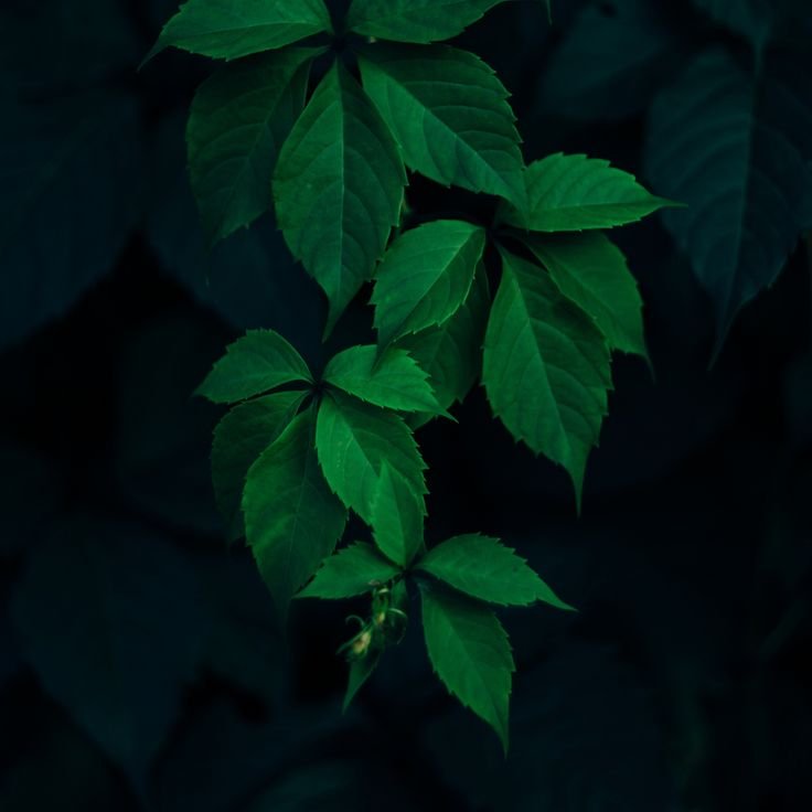 Темно зеленый фон