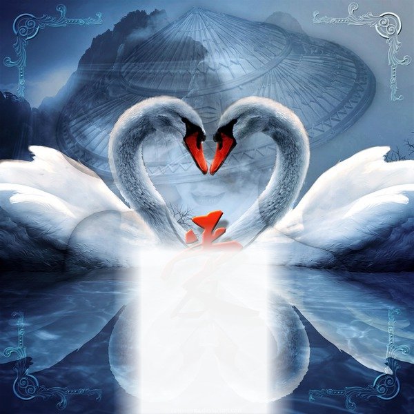 Лебеди сердечком