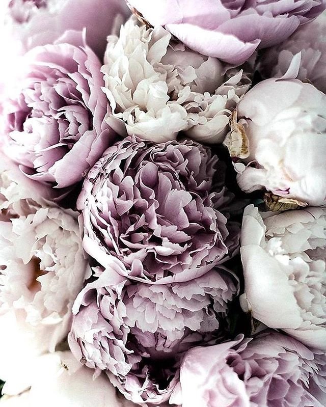 Пионовидная роза Peony Pink