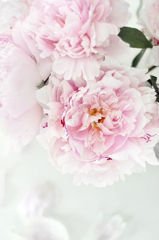 Пудровые пионы