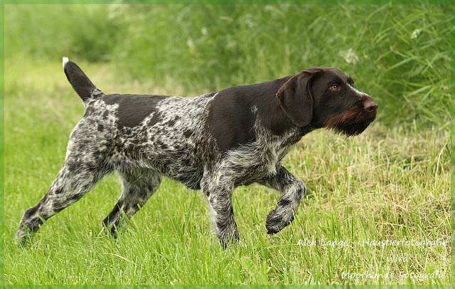 Дратхаар жесткошерстный