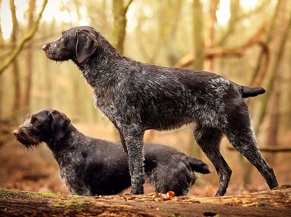 Дратхаар длинношерстный