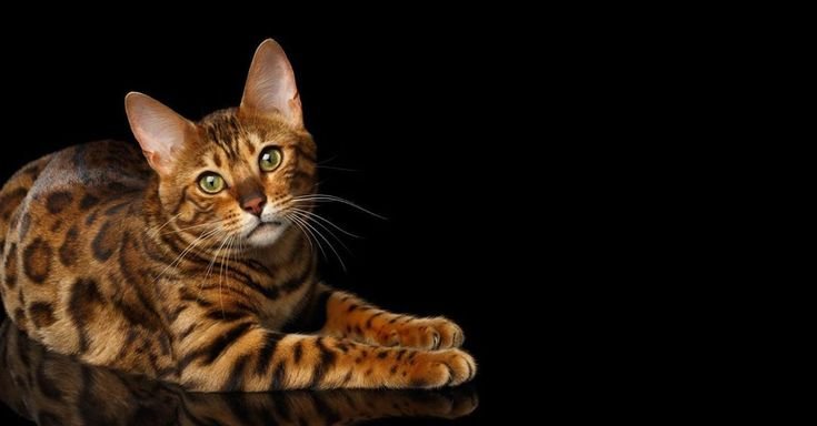Бенгальская кошка селекция