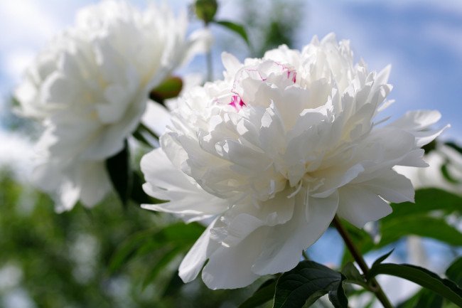 Пион Монблан