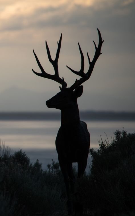 Силуэт оленя