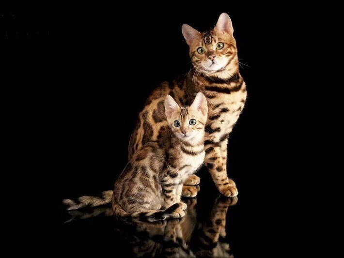 Бенгальская кошка голубой Марбл