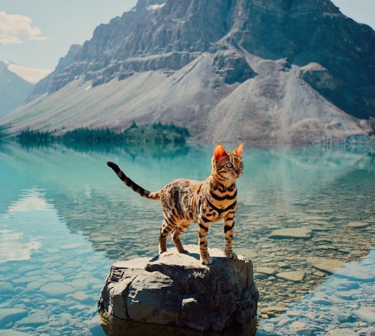 Бенгальская кошка Сьюки