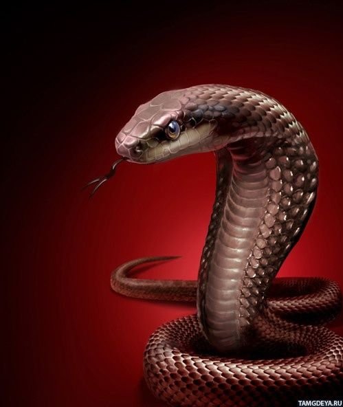 Змеи кобры Королевская