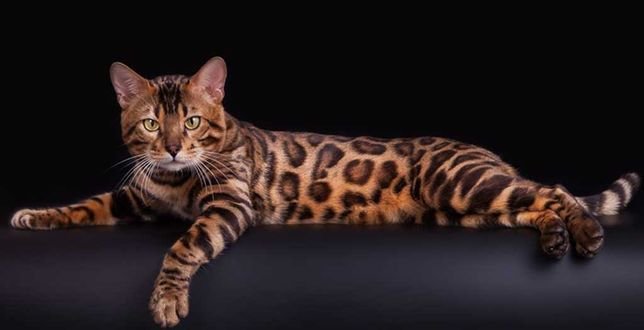 Бенгал угольный Браун