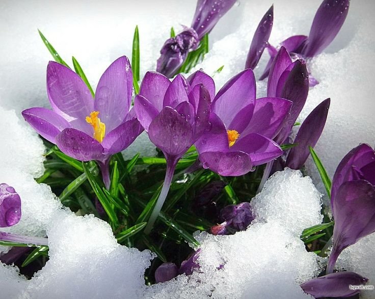 Подснежник Сибирский фиолетовый