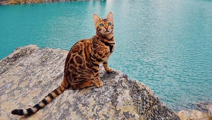 Бенгальская кошка Сьюки путешественница