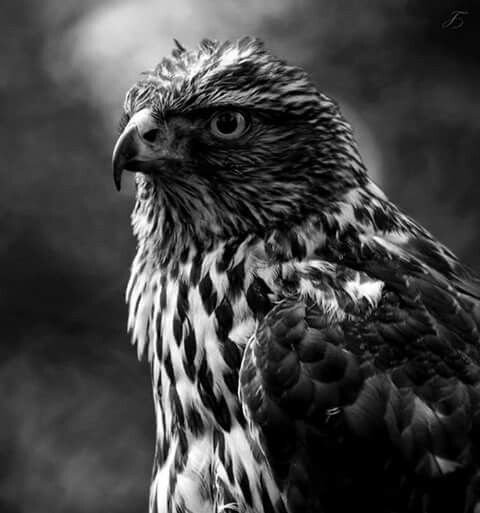 Черный Орел