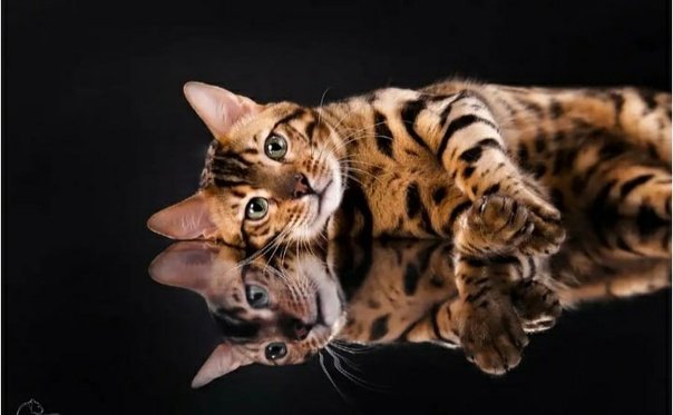 Бенгальская кошка котенок