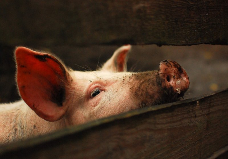 Поросенок на рабочий стол