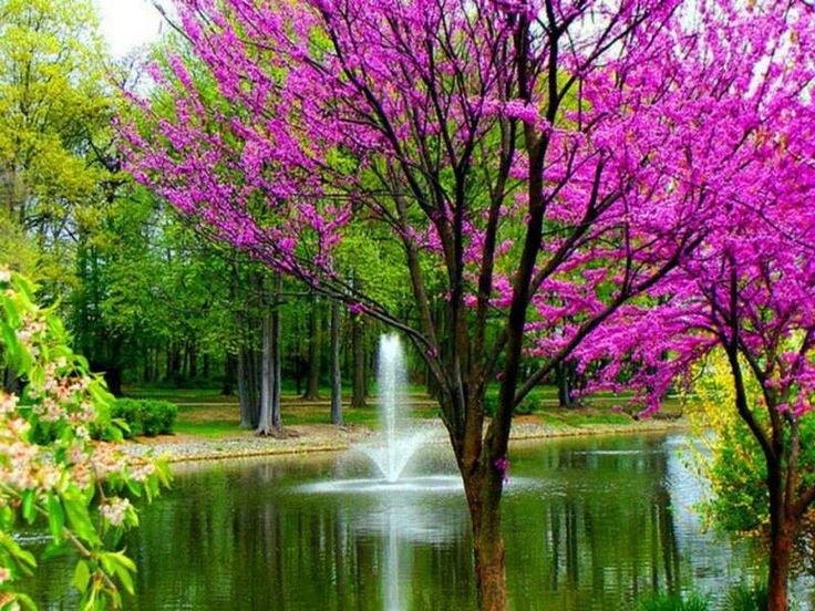 Весна природа