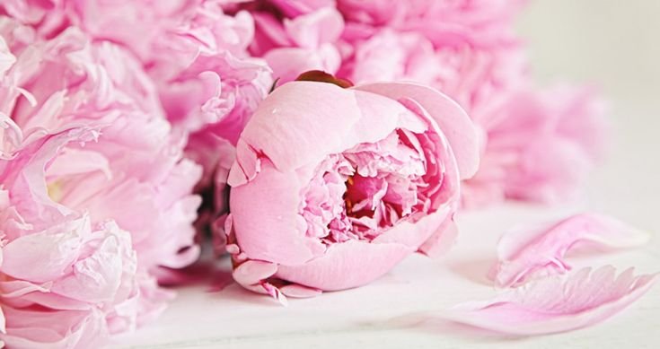 Пиони Пинк (Peony Pink)