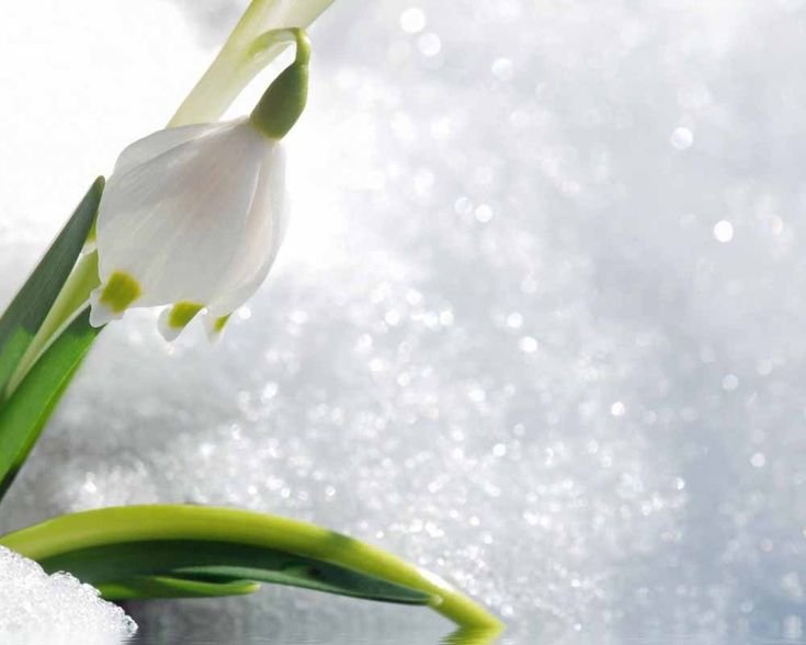 Весенние цветы