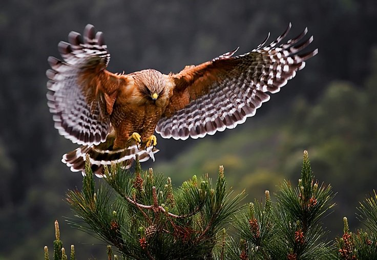 Лунь канюк тетеревятник