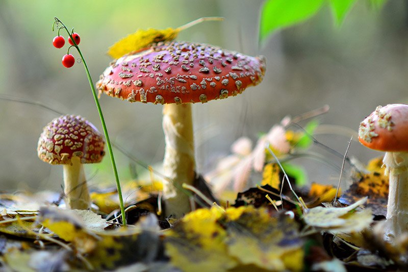 Мухомор пантерный