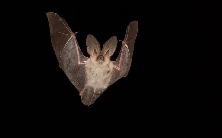 Летучая мышь на черном фоне