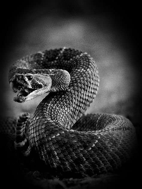 Змея Кобра Королевская чёрная