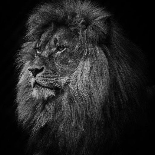 Лев на черном фоне