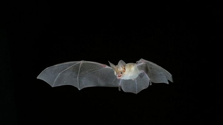 Летучая мышь обои
