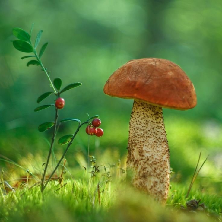 Красивые грибы