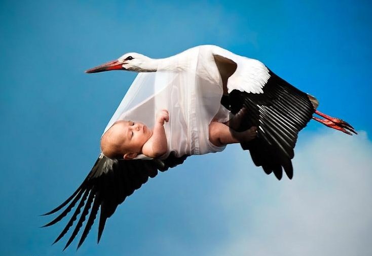 Аист с малышом