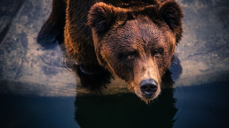 Грозный медведь Гризли