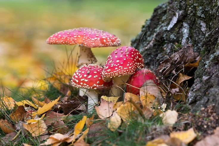 Осень грибы