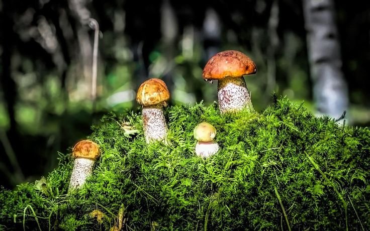 Полянка с грибами