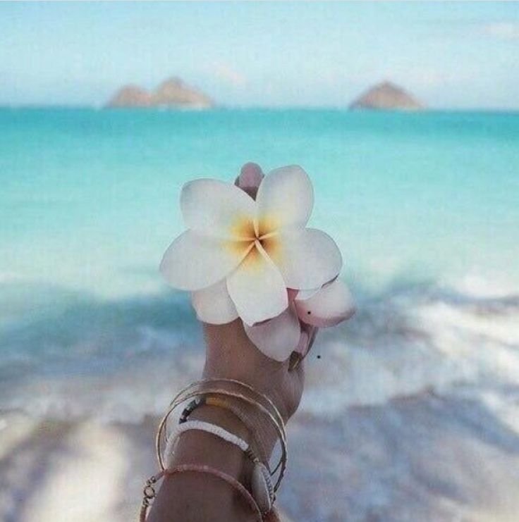 Море пляж цветы