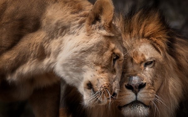 Красивый Лев