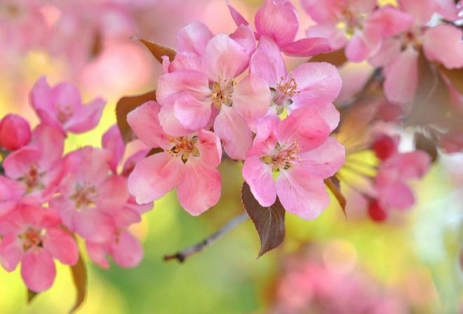 Сакура Яблоневый цвет