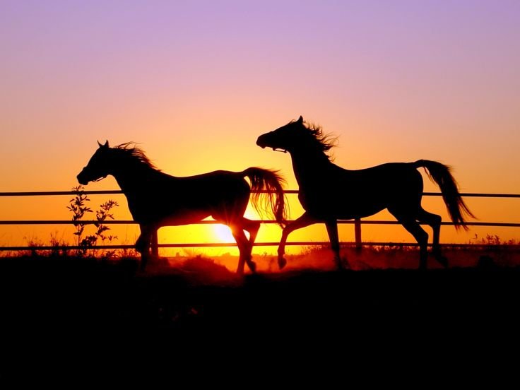 Лошади на рассвете