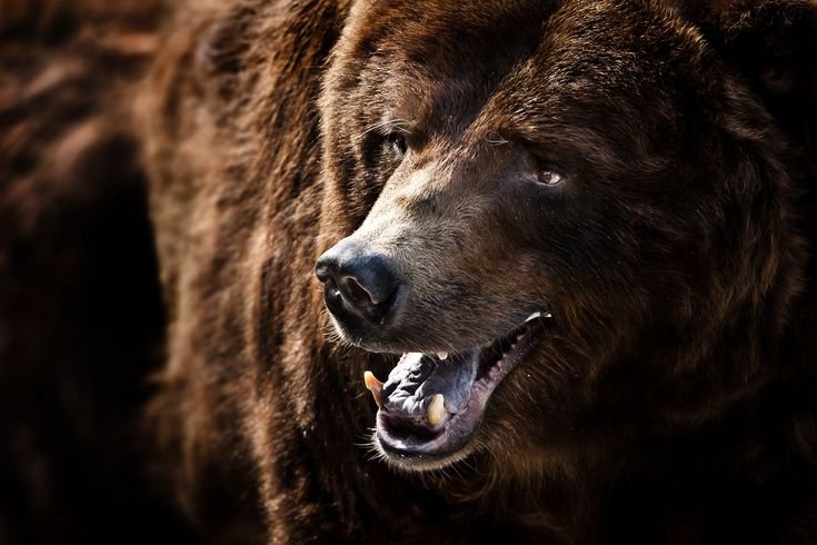 Медведь Гризли злой