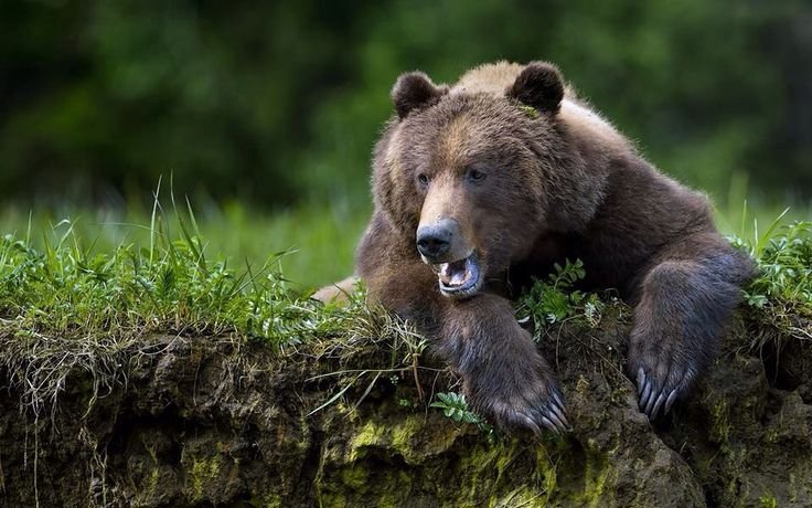 Бурый медведь Россия