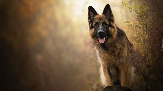 Бельгийская овчарка длинношерстная