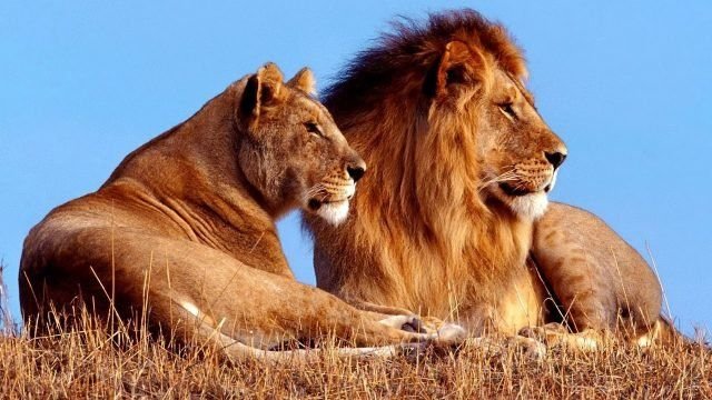 Лев и львица