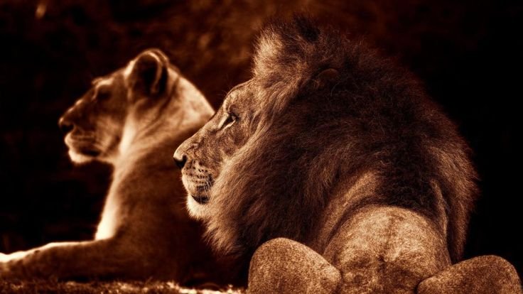 Лев и львица