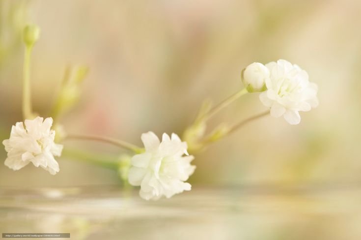 Нежные весенние цветы