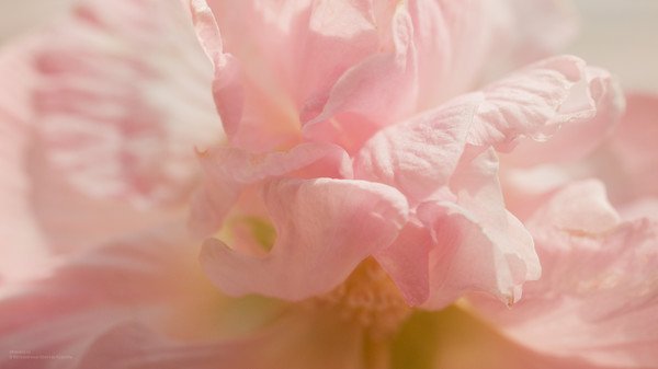 Фон цветочный нежный