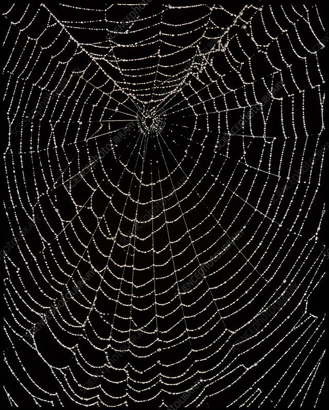 Паутина рисунок