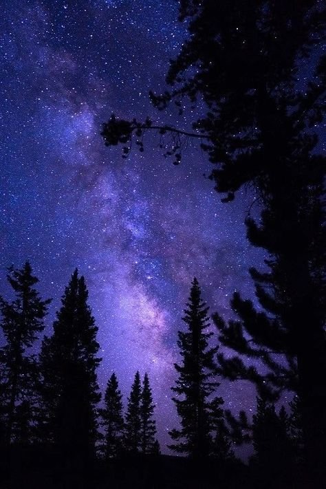 Ночное небо в лесу