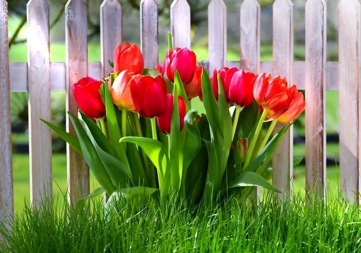 Тюльпаны в саду