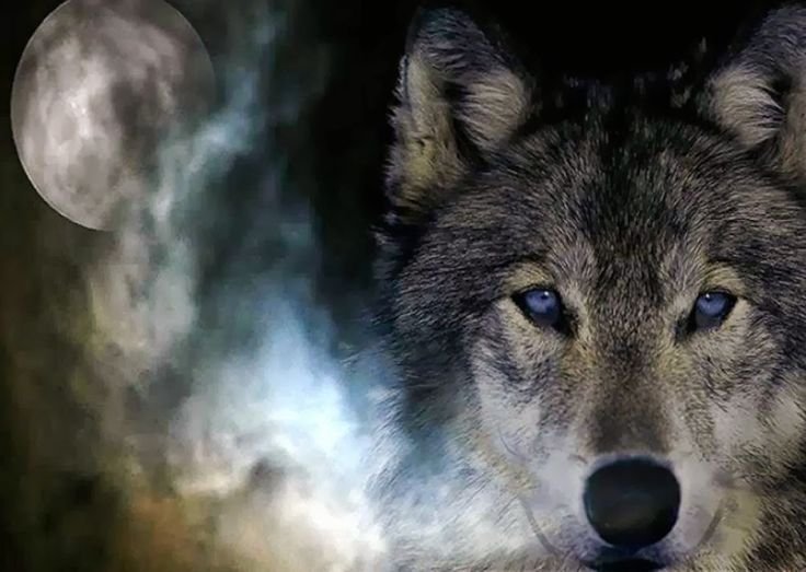 Красивый волк